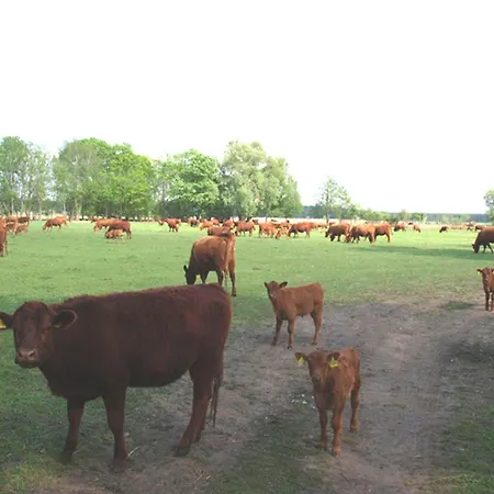 Prázdninový dům Ferienhaushaelfte An Der Mueritz *