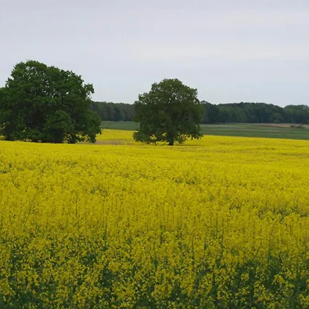 Prázdninový dům Ferienhaushaelfte An Der Mueritz Rechlin